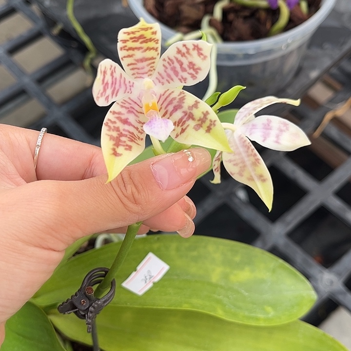 完全开放4.5寸杯象形文字兄弟交双苗