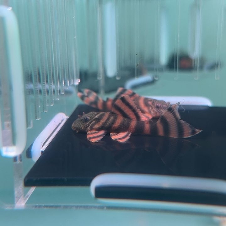 清道夫鱼10-021红老虎2条尺寸4+