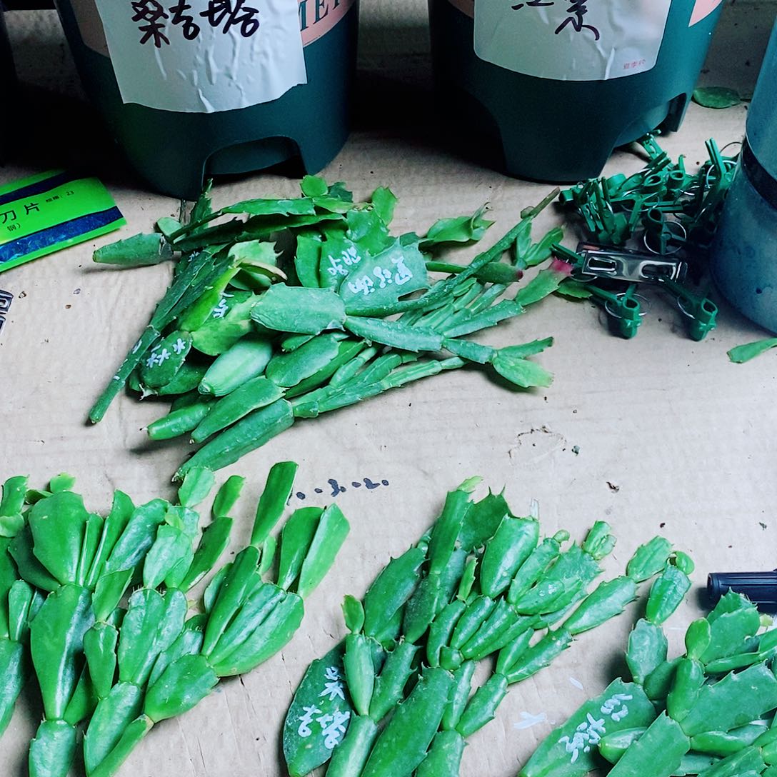 九***爷无花朵叶片福利一物一拍