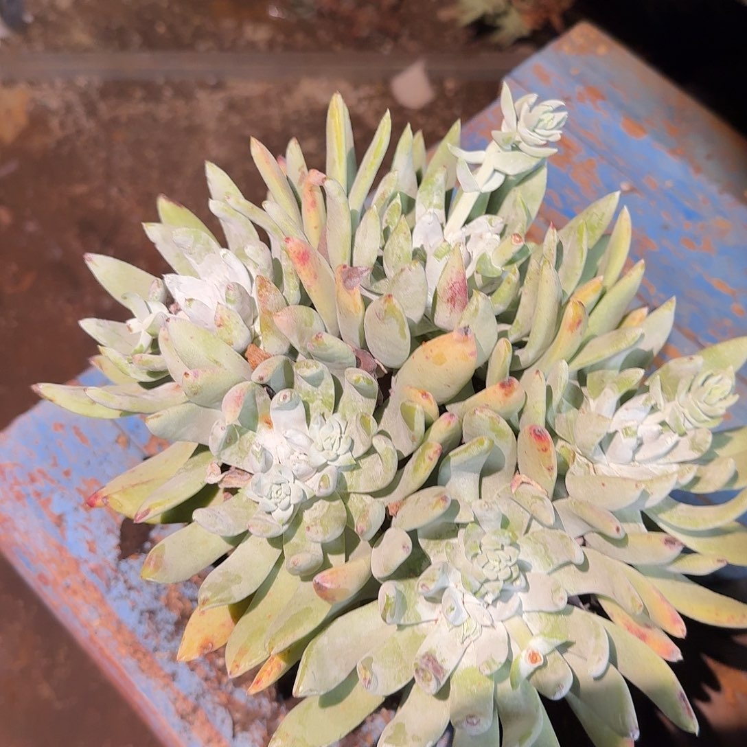 3代杂交仙女杯多肉