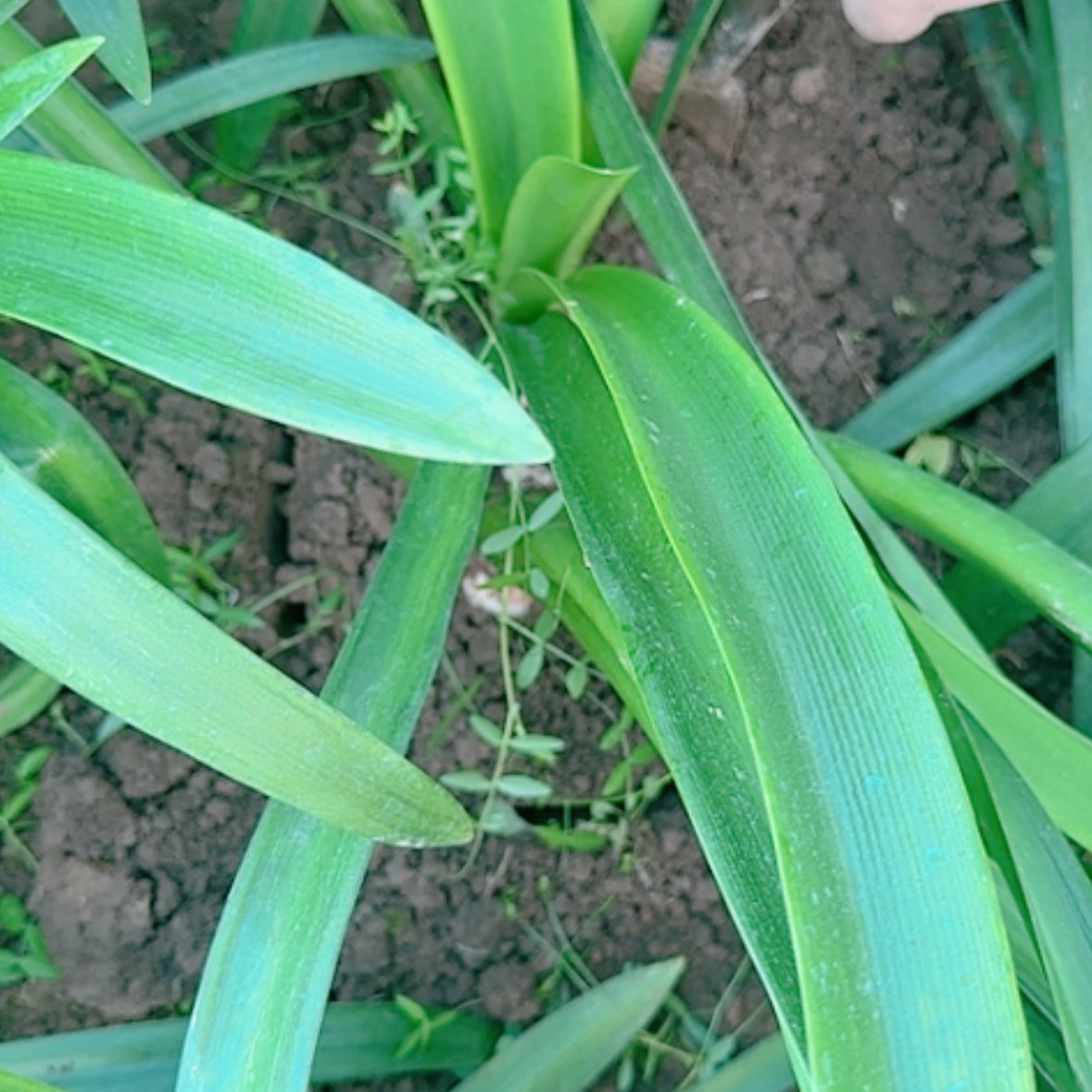 【闪购商品】无花朵阿黛尔坨坨