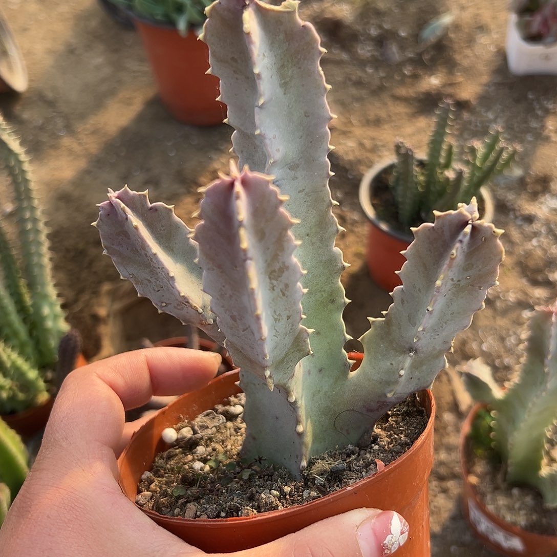 小***得多肉植物孤独女王