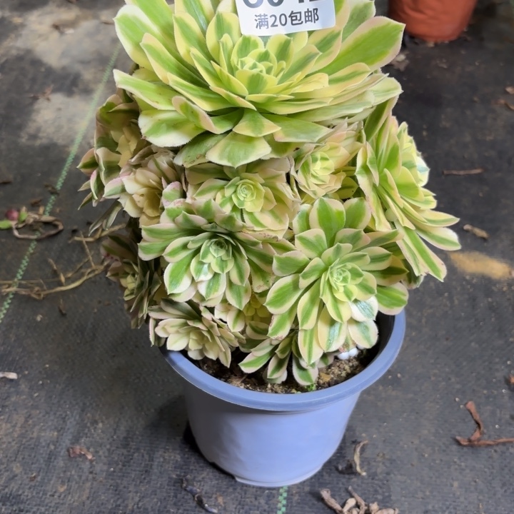 瑞妈一物一拍042