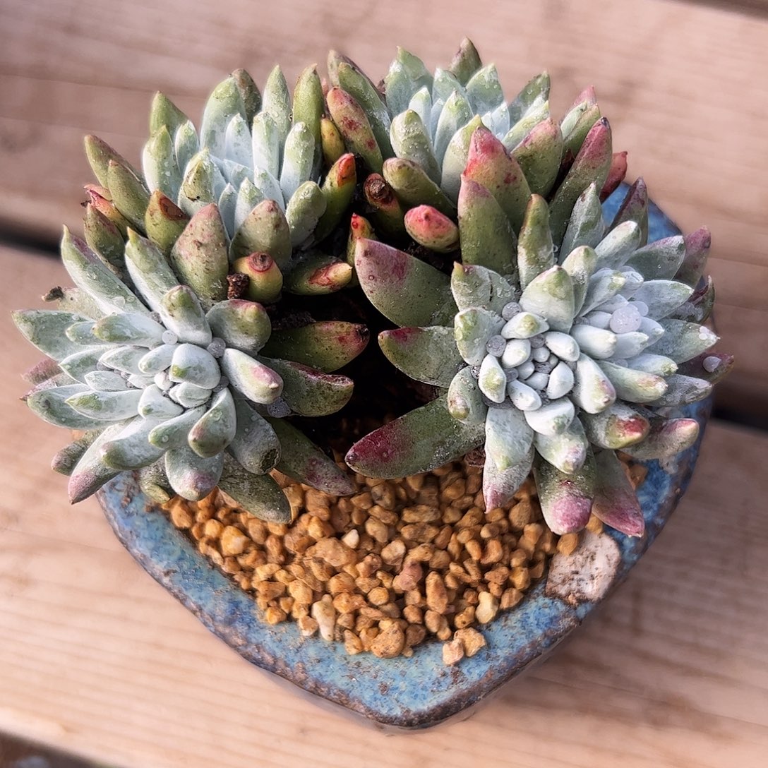 5389苹果叶杂交仙女杯