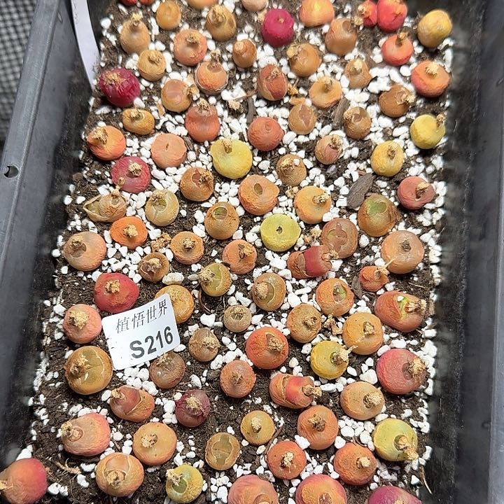 216号多肉植物哇d c