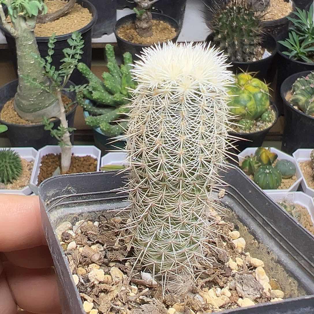 实生浓白虾一颗一颗