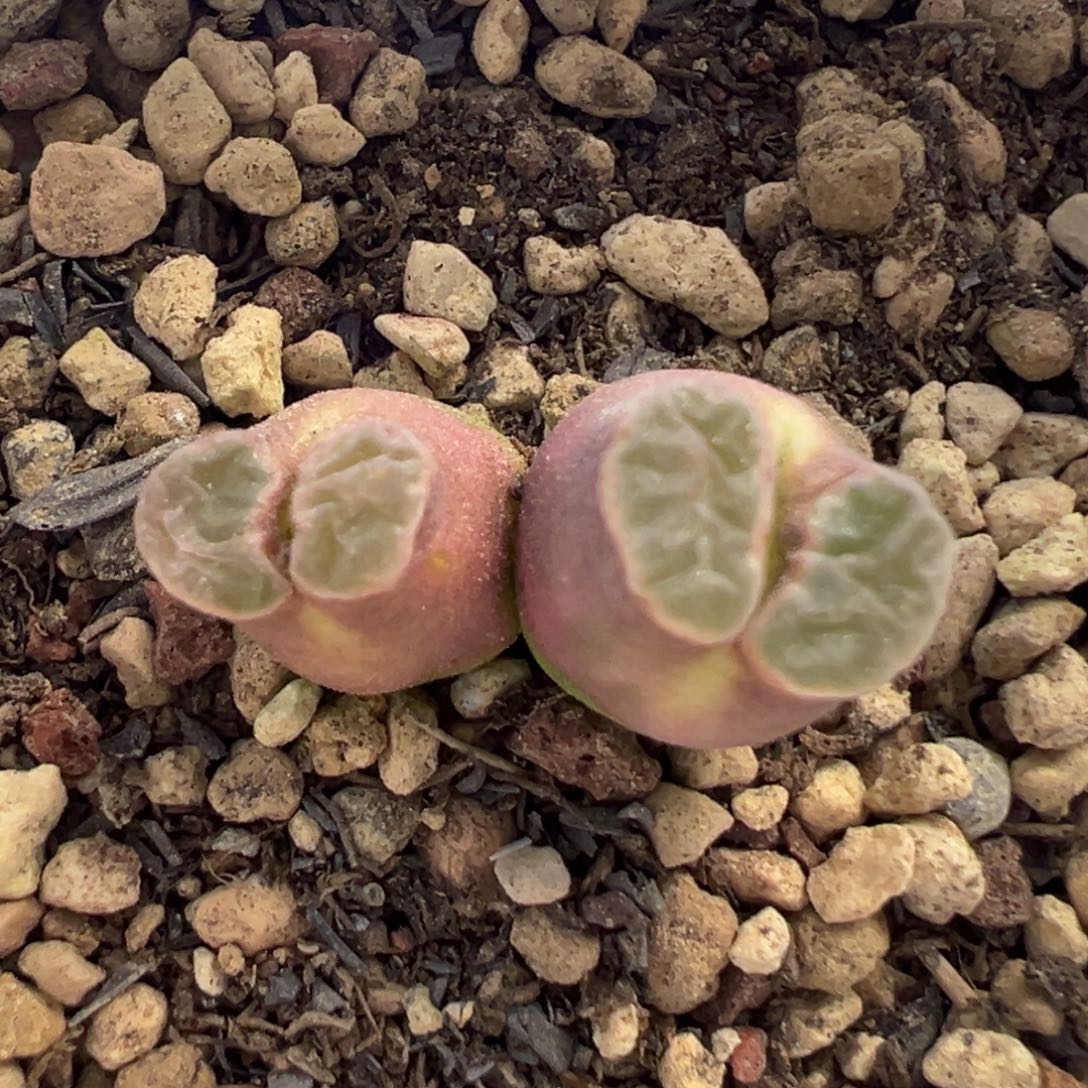 大肚子圆嘟嘟磁铁 肉锥植物