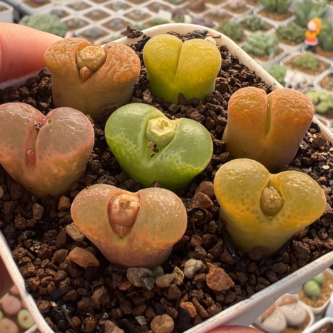 1853多肉植物种类多样