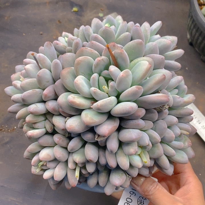 夏悦多肉0216-60香水