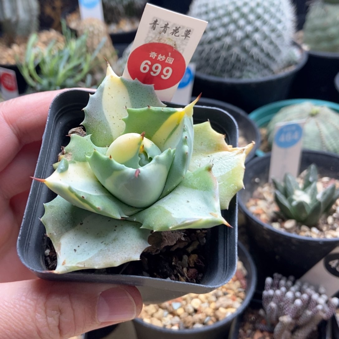 王妃雷神黄中斑一颗仙人球