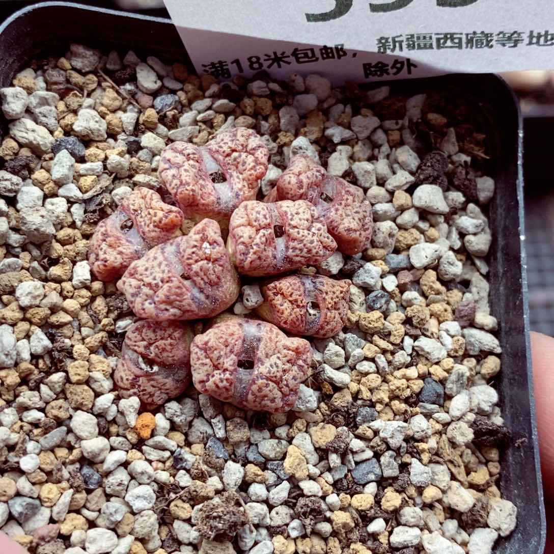 我的小姐姐们都599