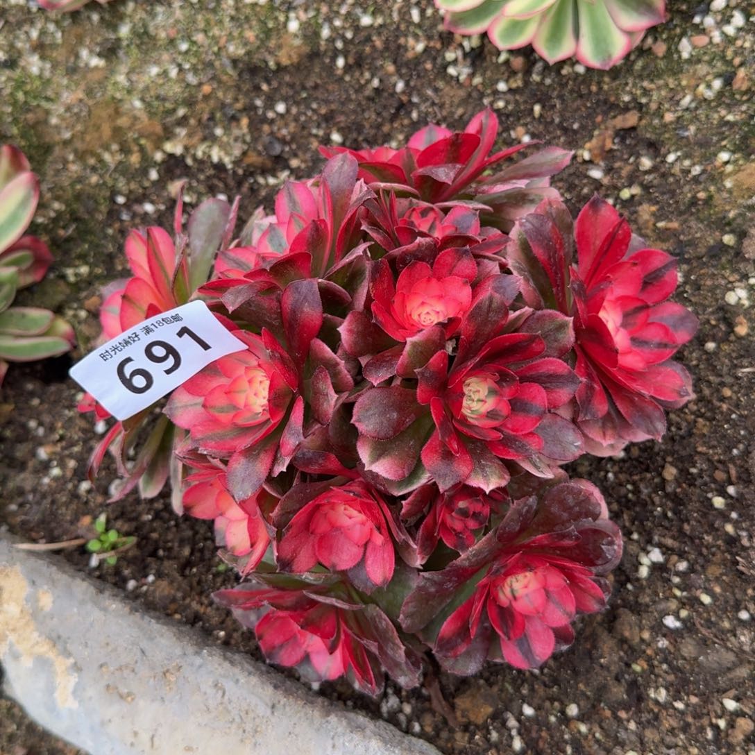 691荔枝。多肉植物