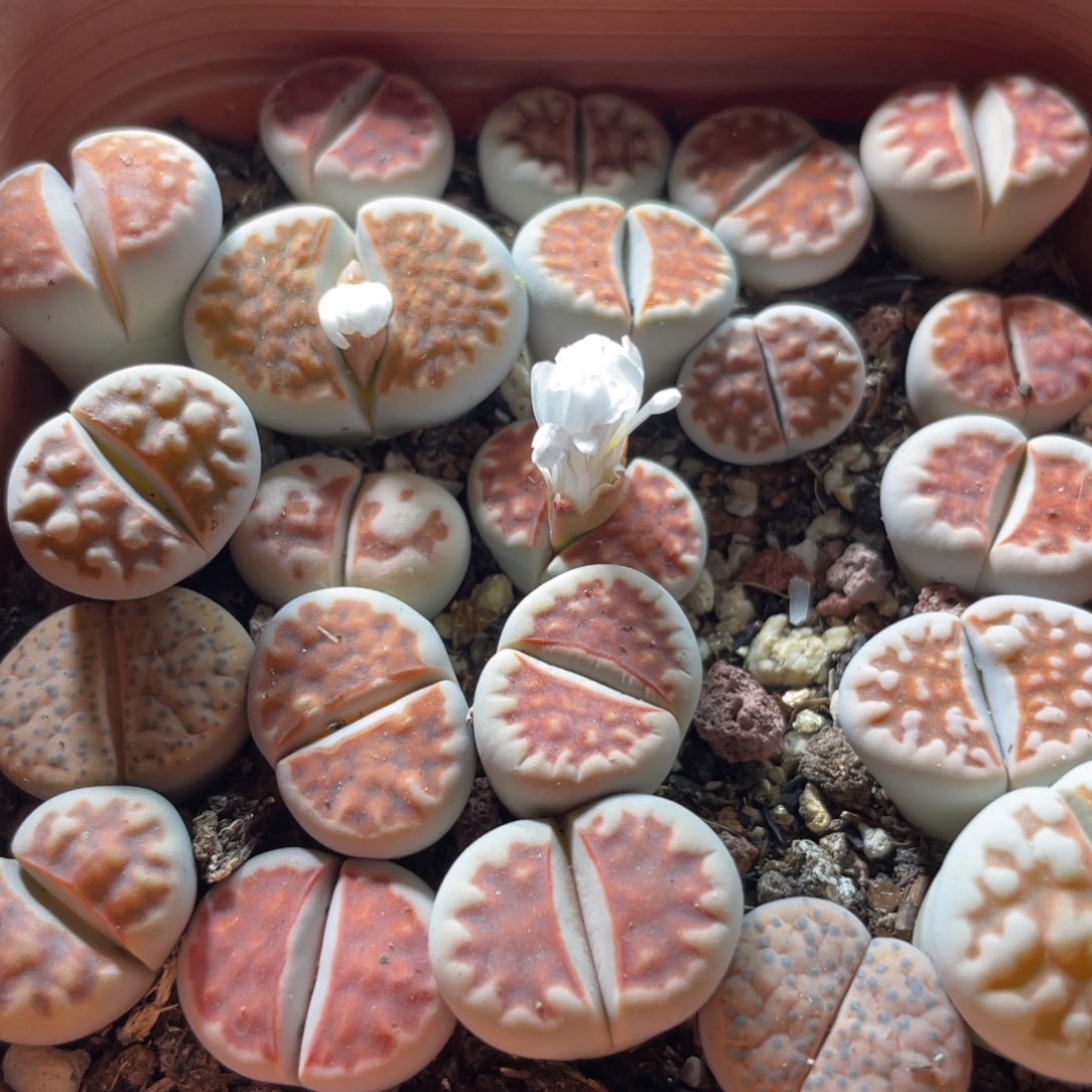 大盆特价一物一拍～32