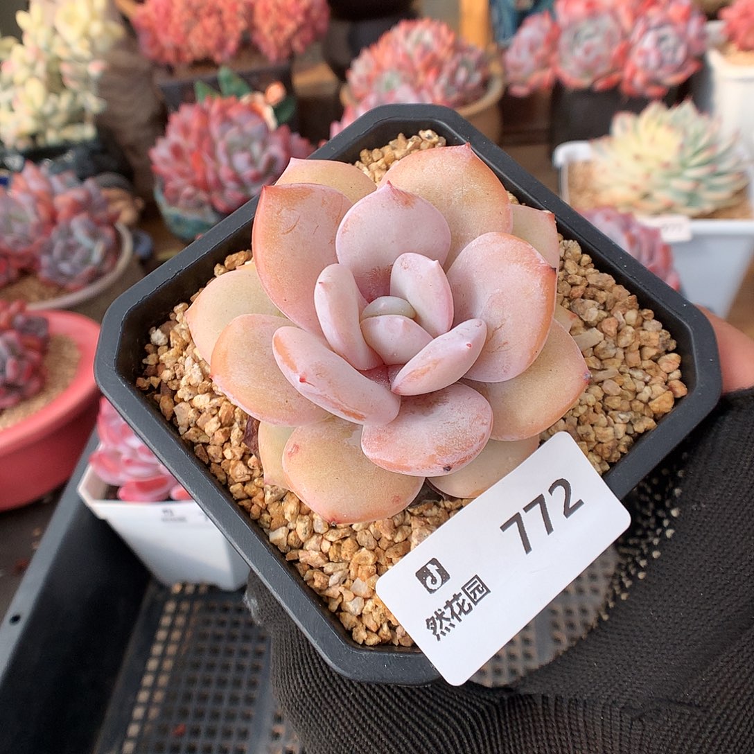 772奶茶多肉植物6666