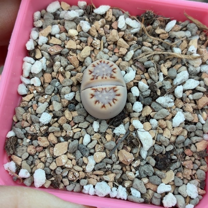 999c24饼干尺寸1.7