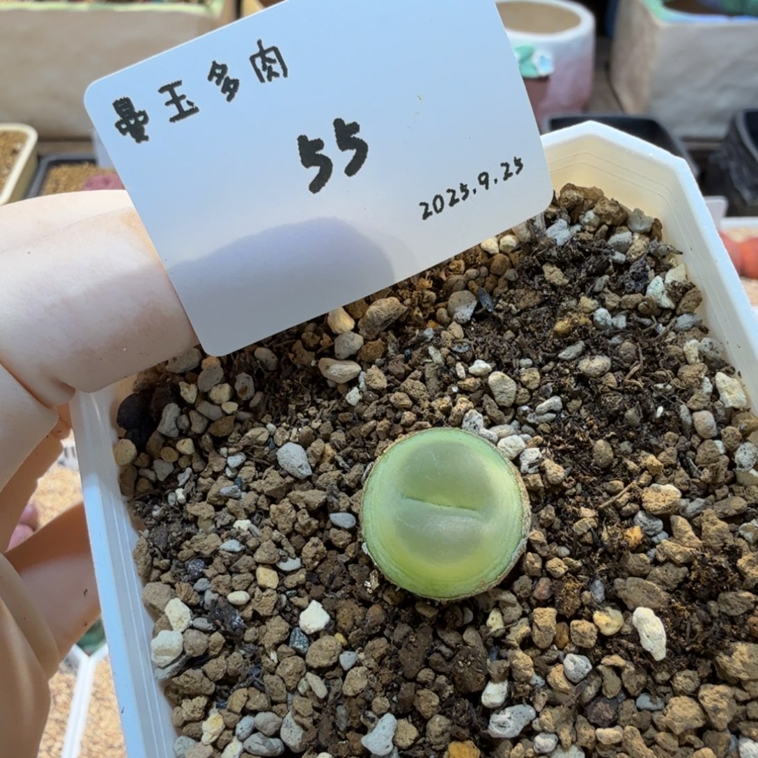 多肉多肉多肉9.25-055