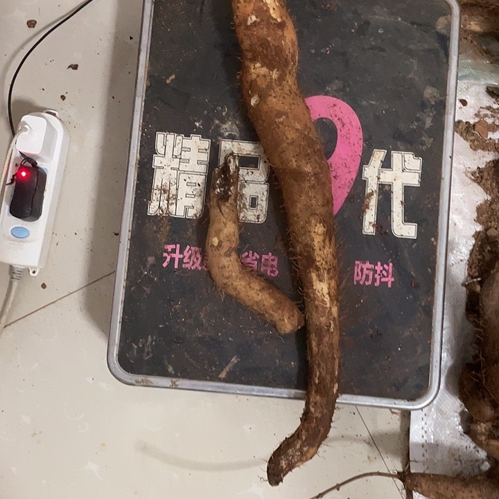 中国大陆云南野生山药