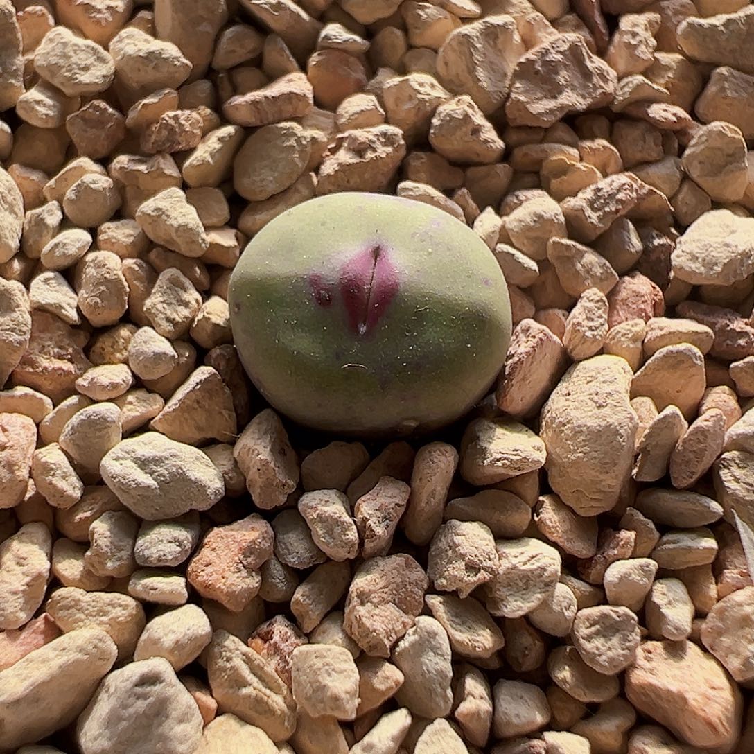 无花朵特选杂交红嘴