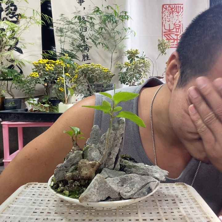 1***4以实际为准盆景绿植花卉47