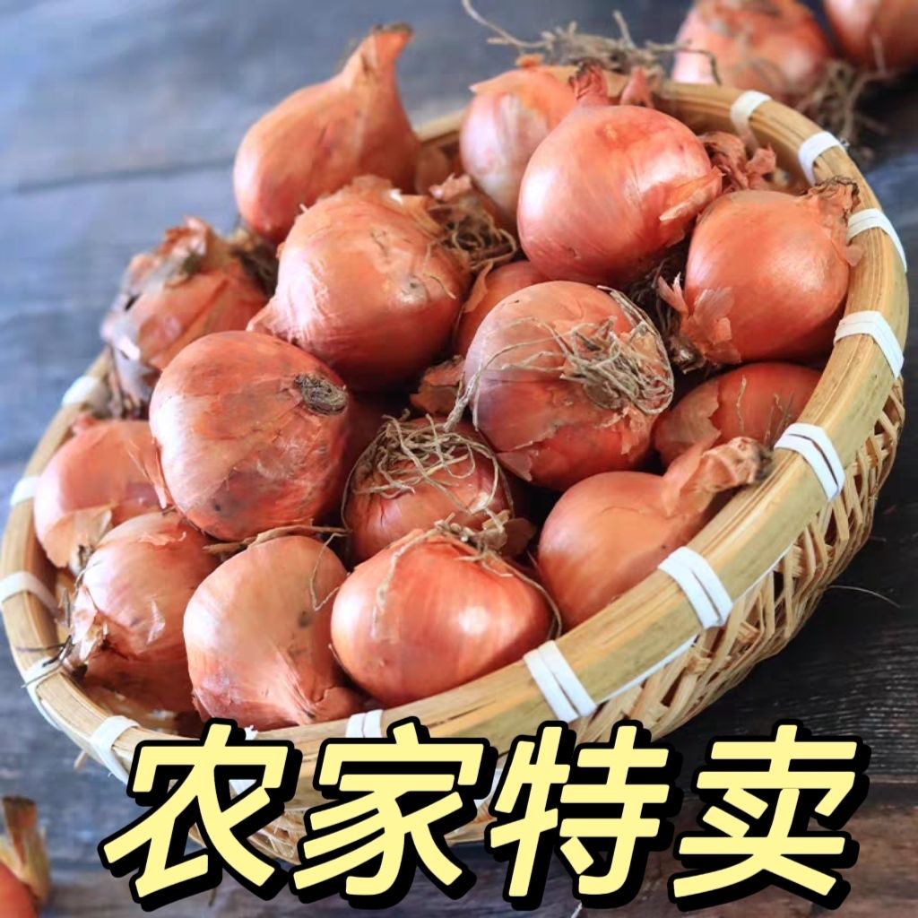 东北毛葱鬼子葱新鲜特笨毛葱紫葱洋葱