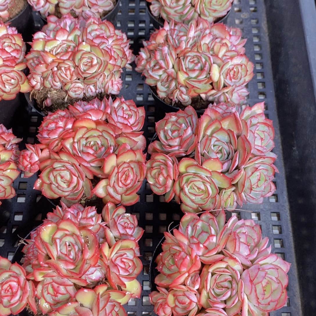 量拍52号 母本牡丹亭多头一个