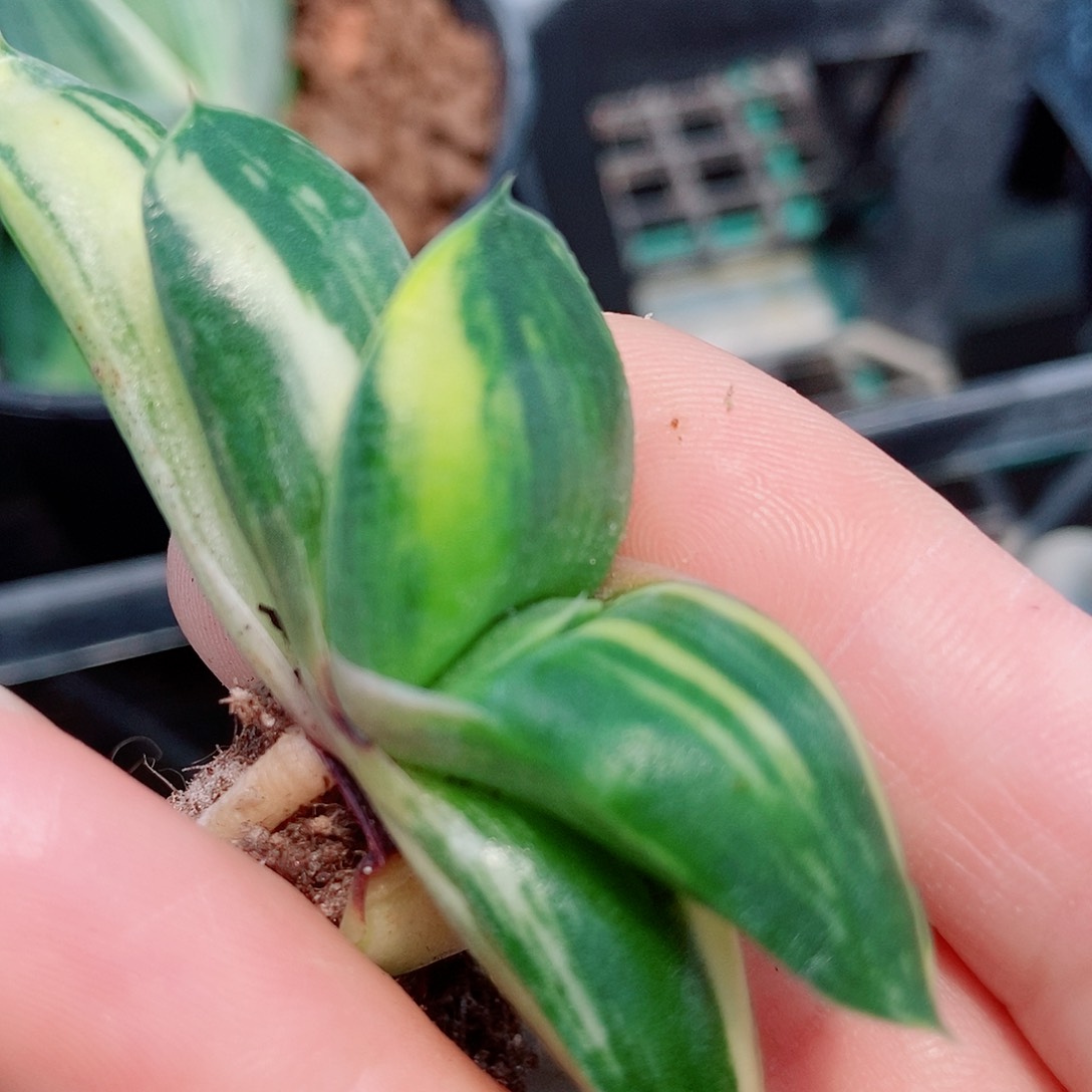 123卧牛实生锦带盆发货