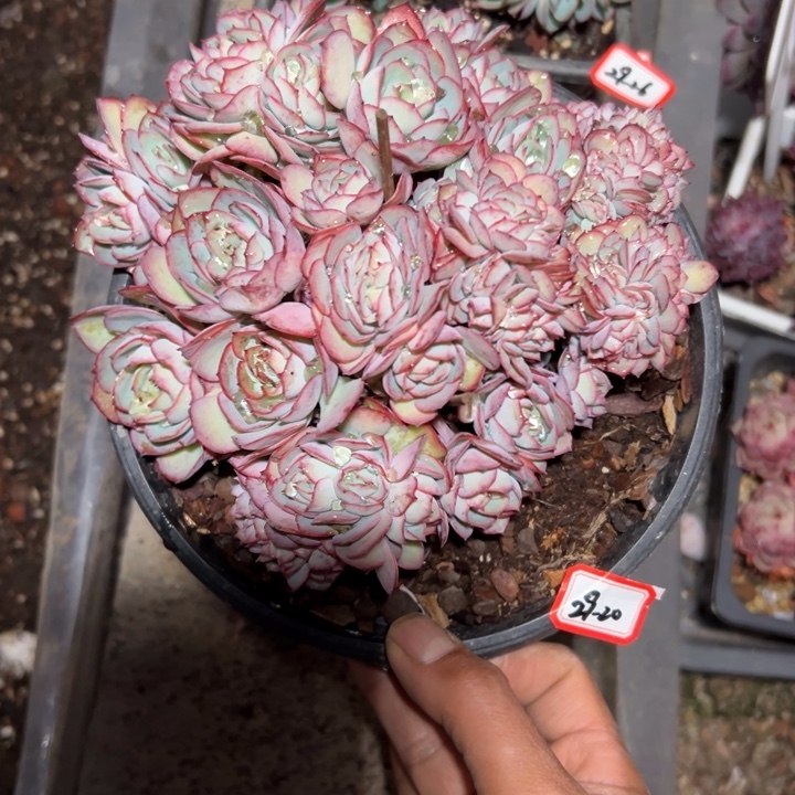 用***8精品多肉植物老桩牡丹亭缀
