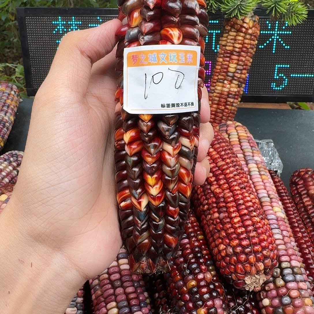 三***三大叶紫檀（黑酸枝木类）