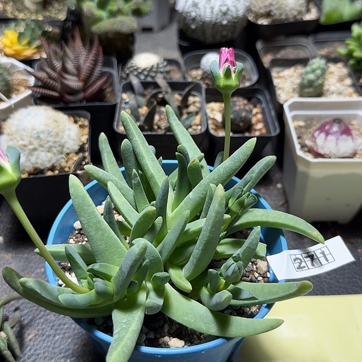 271海妖带盆发货实生