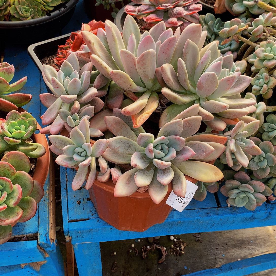 不***弃    奥普多肉09049