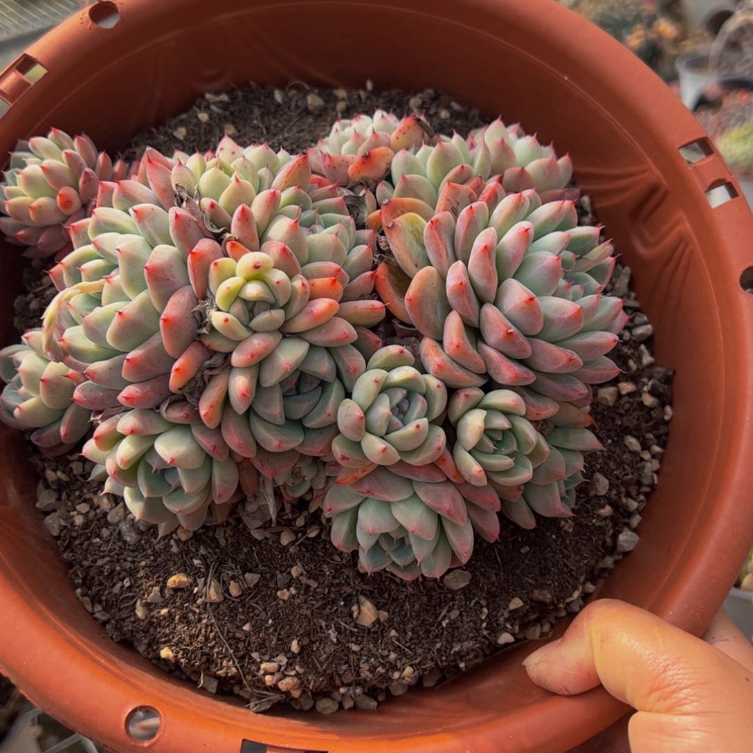 阿尔巴佳人如梦令七头群