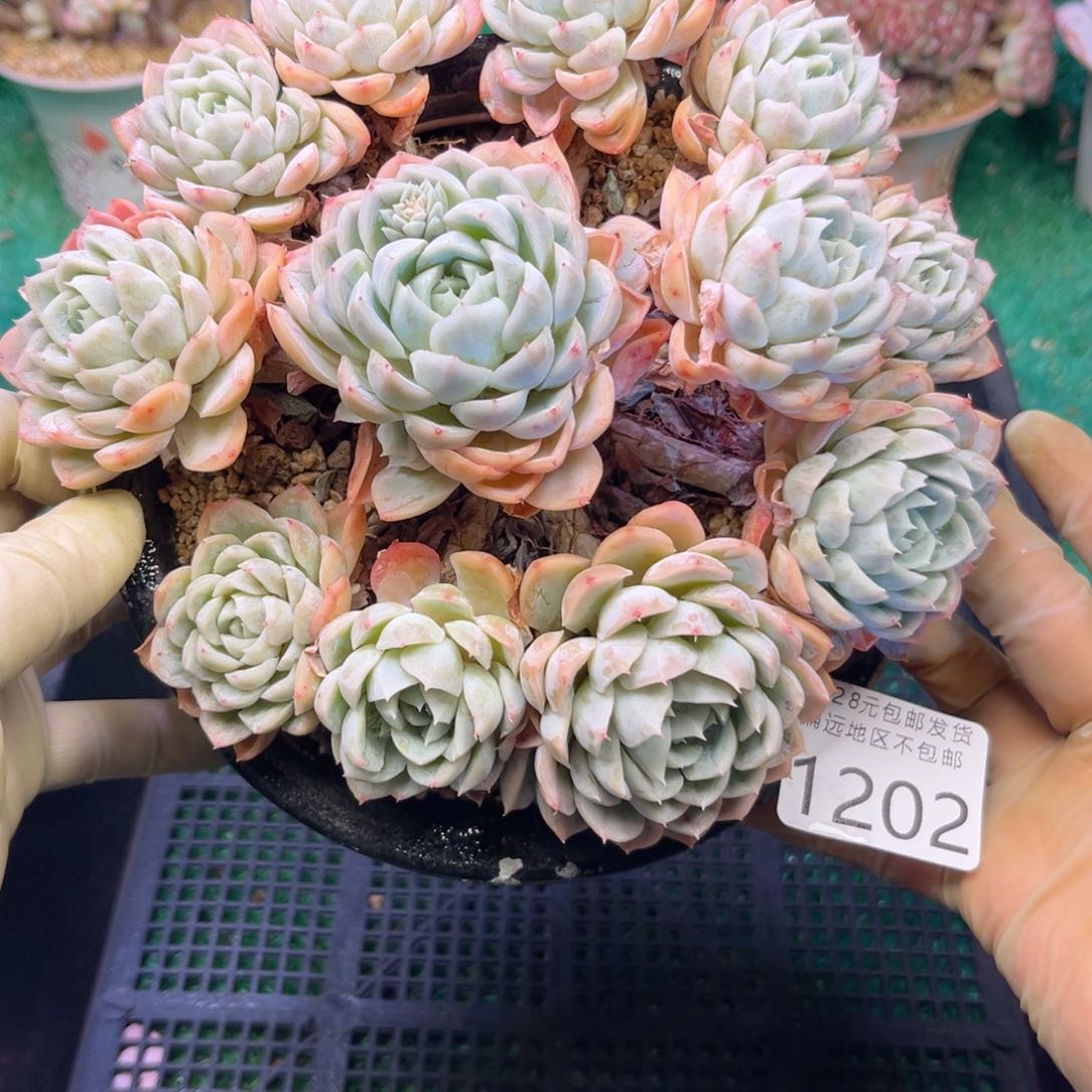 大1202、z b d j d k v j k