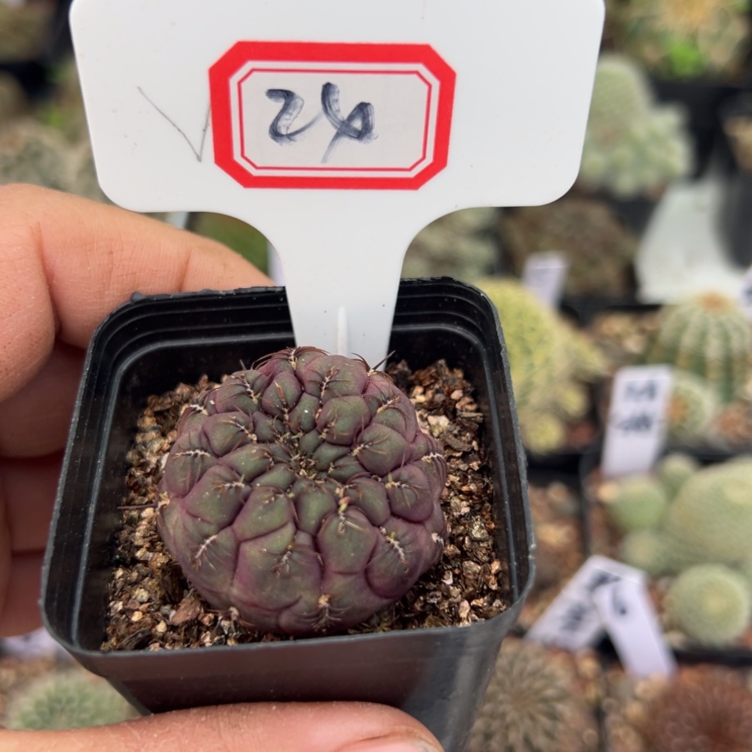 玉***弟24往事多肉园仙人球开花了