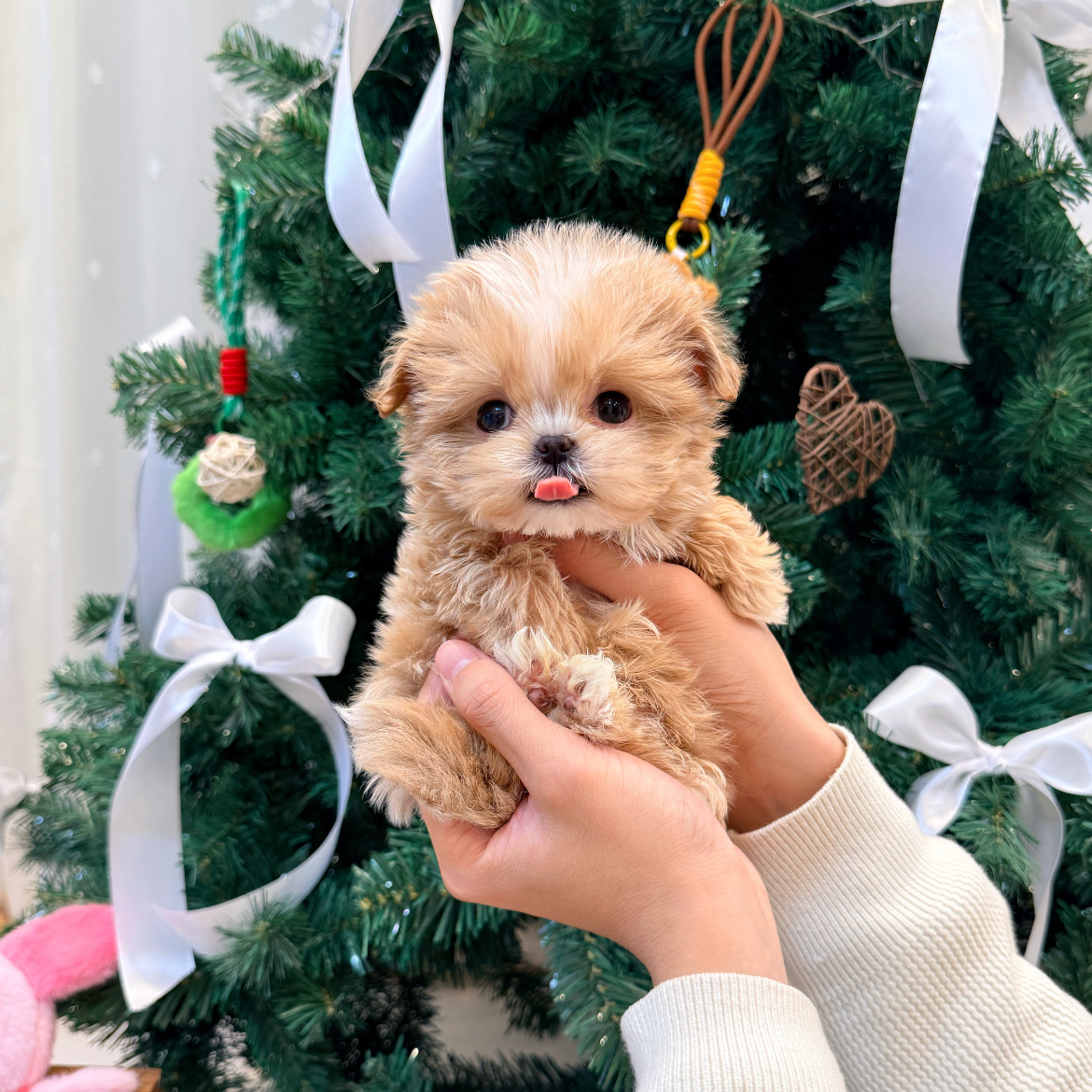 【一家犬舍】马尔泰 泰迪熊 比熊 一犬一拍精品宠物狗挑选链接