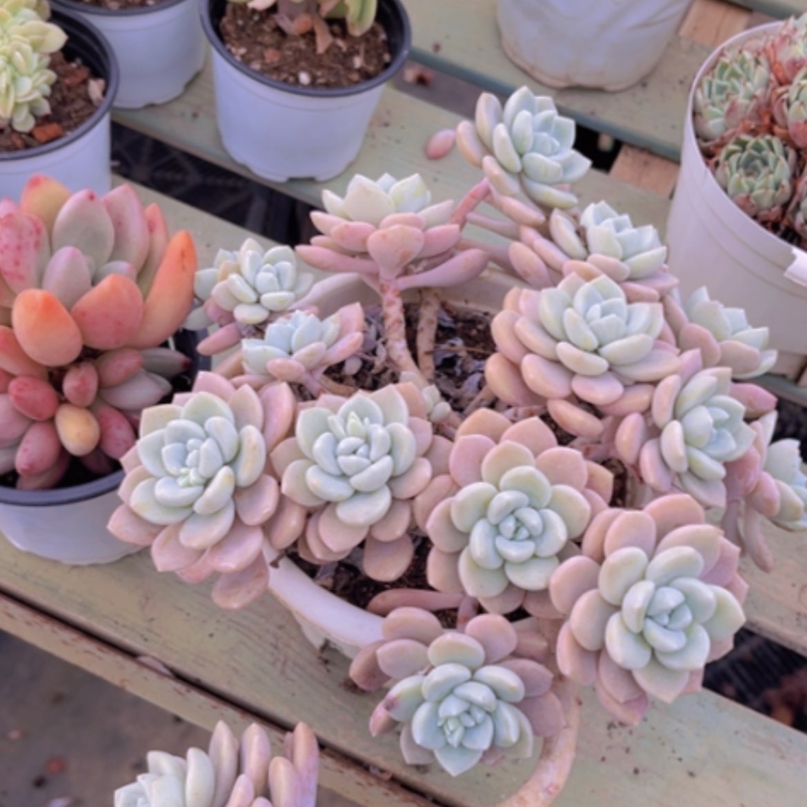 【闪购商品】克洛伊05140