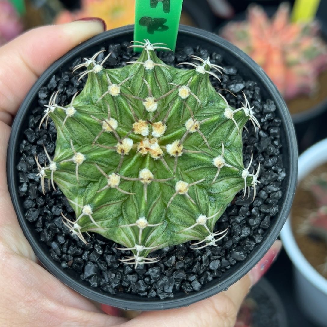 H98肋骨海神，带盆土发货