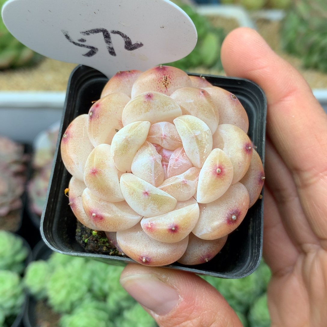 白雪珍妮单头572