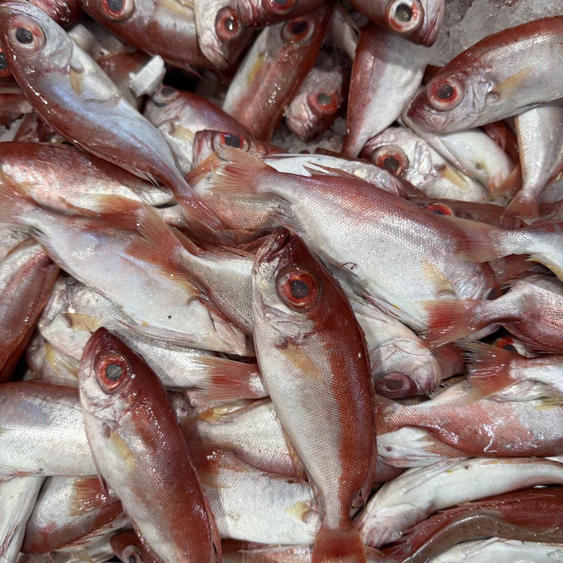 惠来神泉港新鲜红目鲢野生海捕肉质细嫩帮杀抽真空顺丰发货