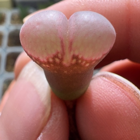 小尺寸精品风铃一颗748。