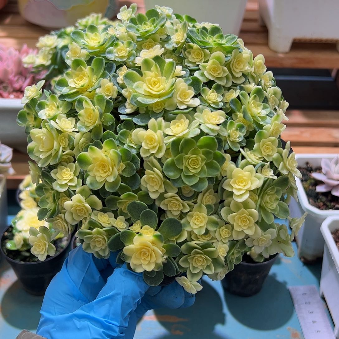 猫眼玫瑰锦全锦大盆