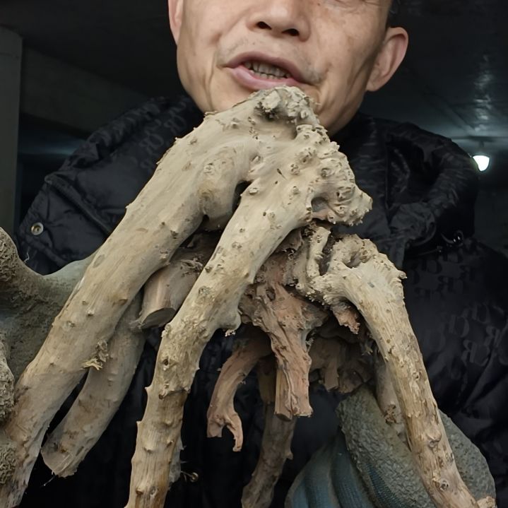 稳定木?****?贵州檬子木   铁马鞭   根艺  半成品