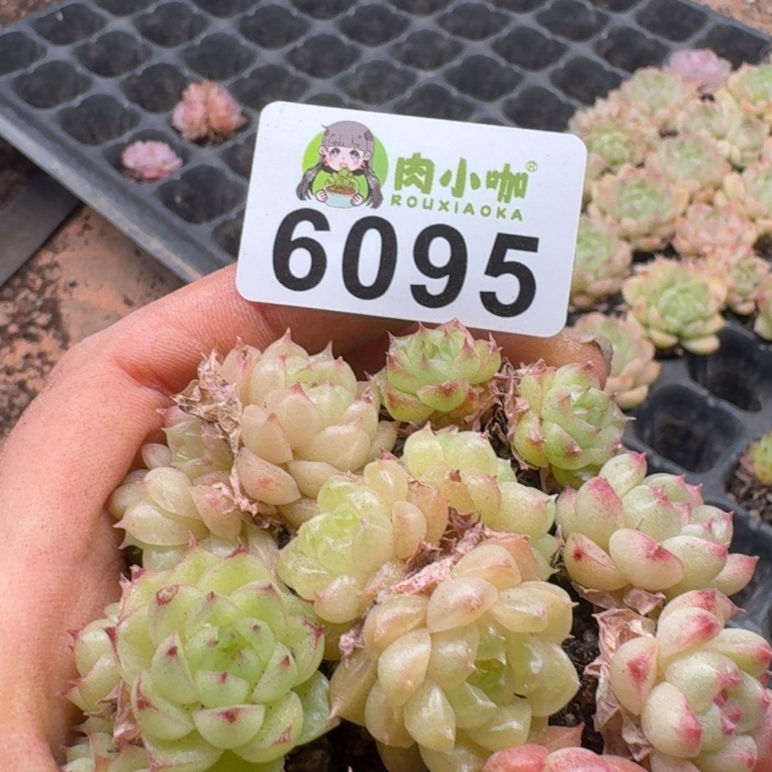 大***妮多肉植物多肉植物