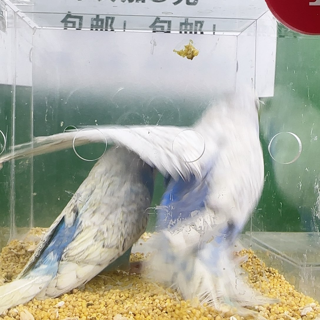 虎皮鹦鹉大头鹦鹉