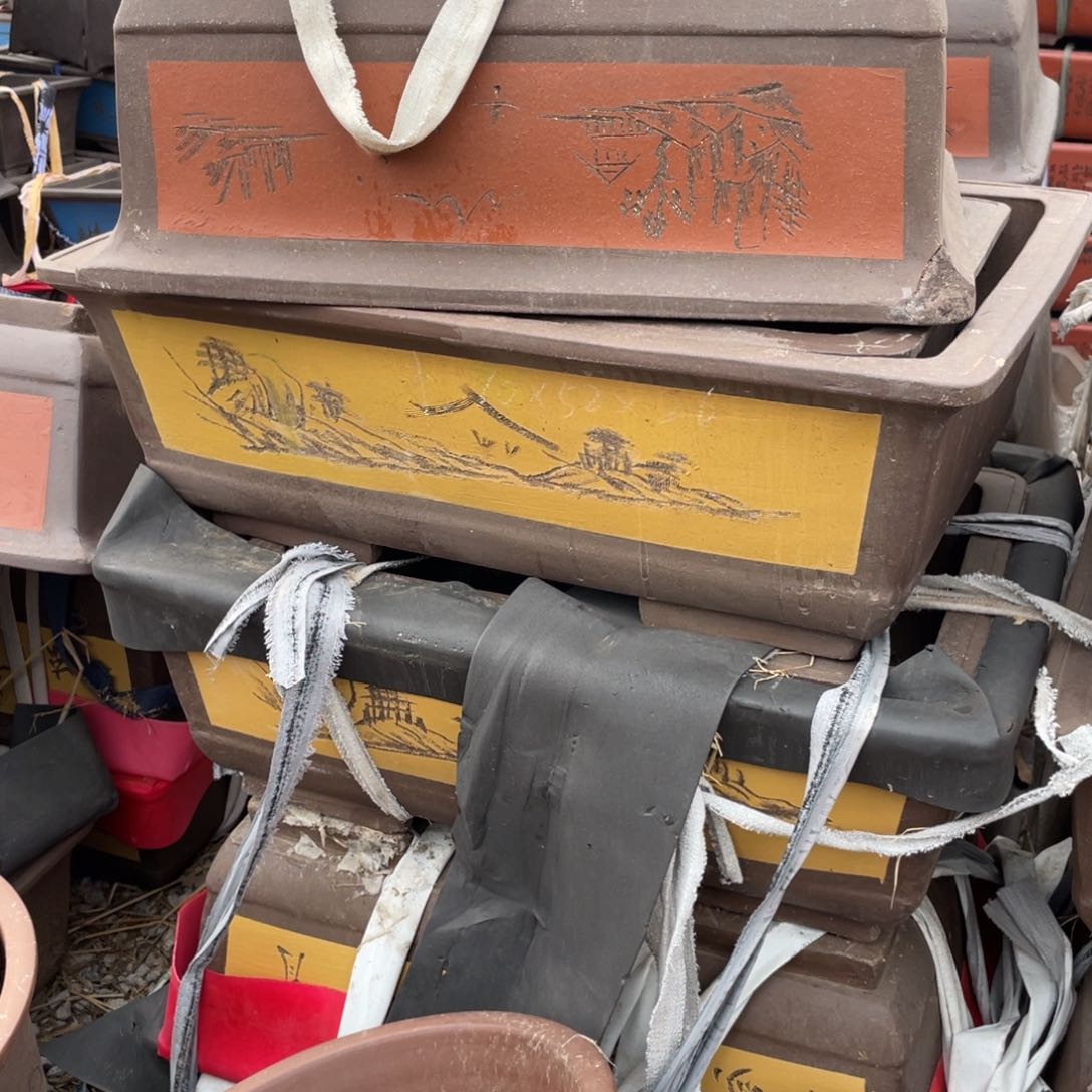 紫砂70cm 黄 一支