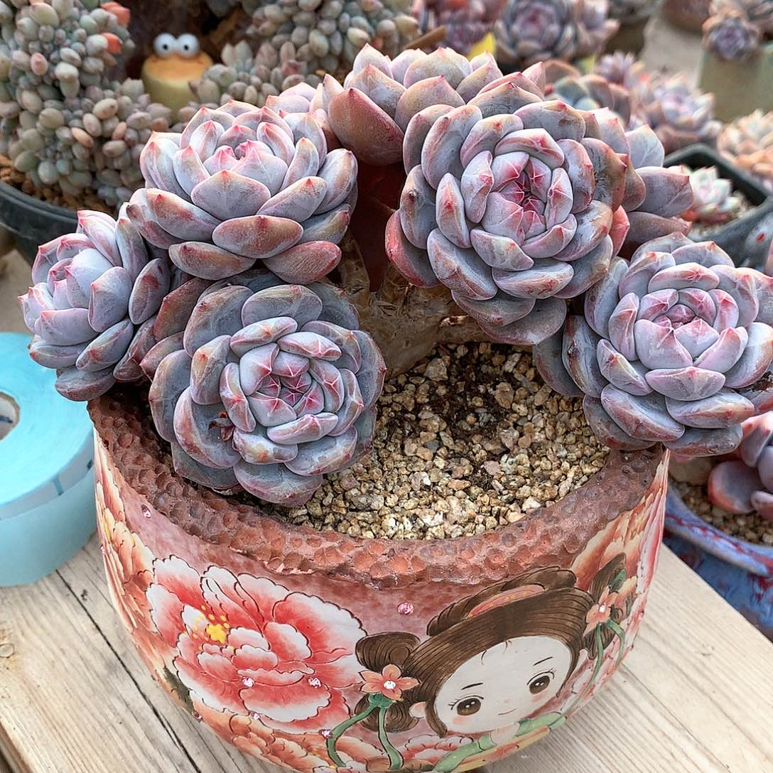 石榴籽星影多肉八头一头一桩18厘米不带盆