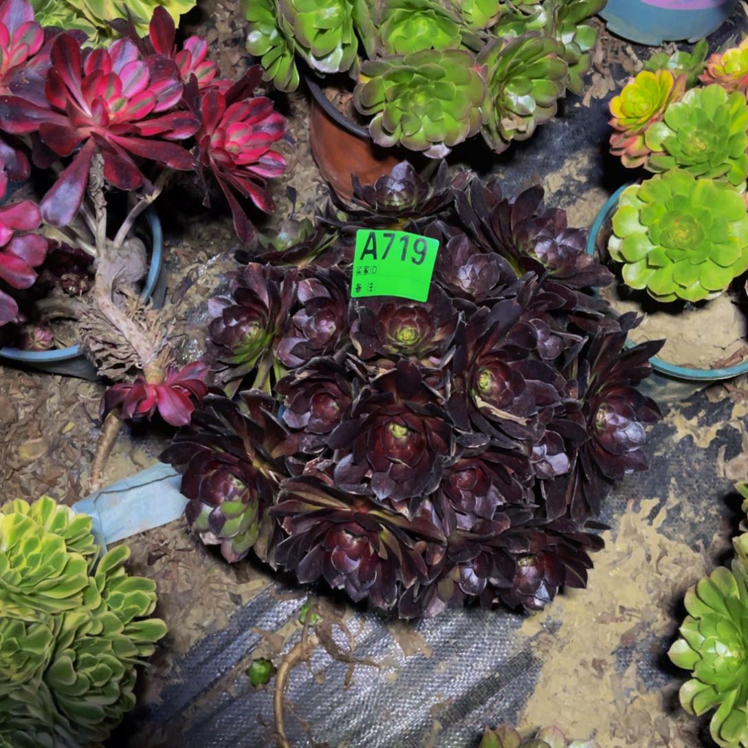 黑寡妇法师朵朵1-19