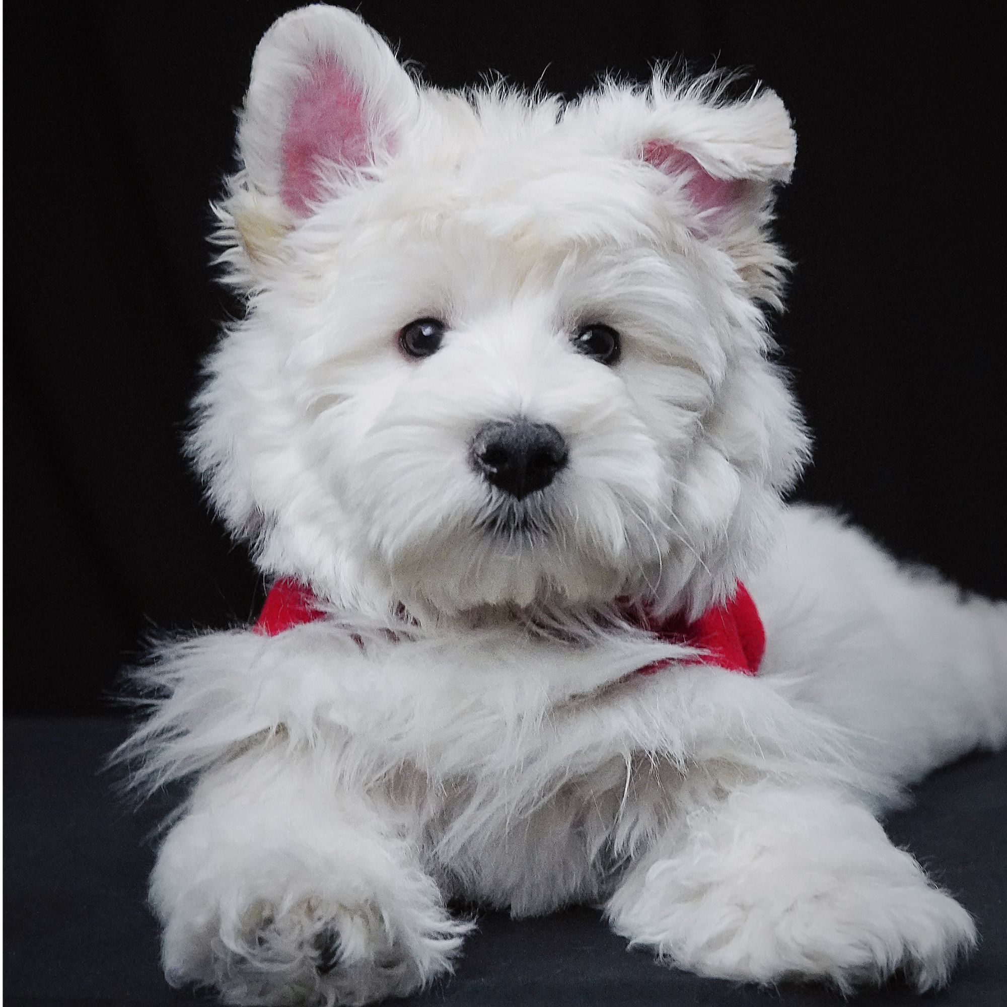 西高地白梗幼犬纯种活体家养小型宠物狗-犬舍自提拍付预约