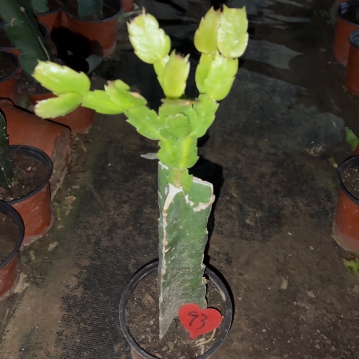 兔****当前无花栽培后可以开花雅丝93