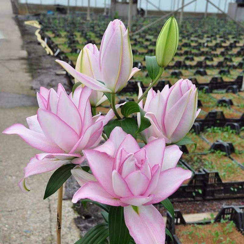 《花语时间》冰美人1颗重瓣香水百合多年生好养阳台庭院（明年开花）