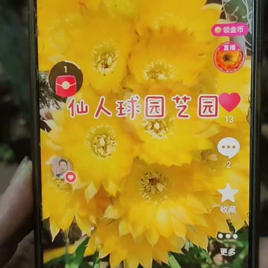 仙人球黑金刚秋意无根侧芽